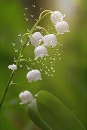 Image chosen by user