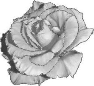 Image chosen by user
