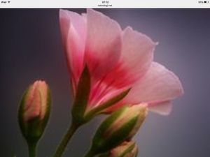 Image chosen by user
