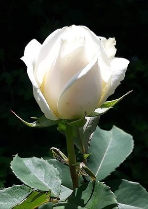 Image chosen by user