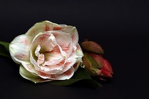 Image chosen by user