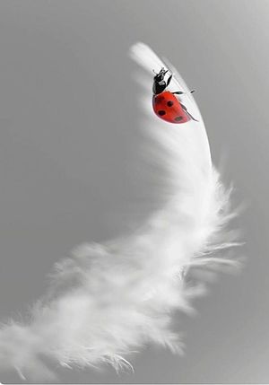 Image chosen by user