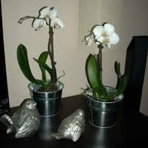 Image chosen by user