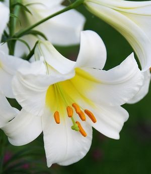 Image chosen by user
