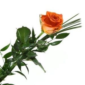 Image chosen by user
