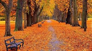 Image chosen by user