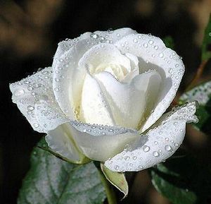 Image chosen by user