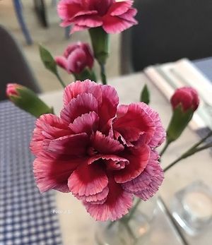 Image chosen by user