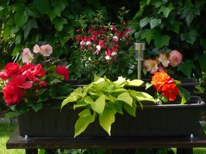 Image chosen by user