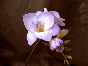 Image chosen by user