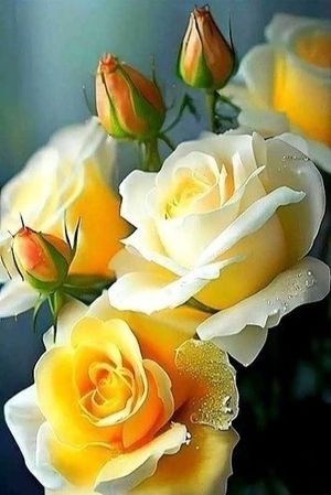 Image chosen by user