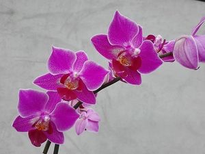 Image chosen by user