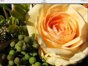 Image chosen by user