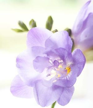 Image chosen by user