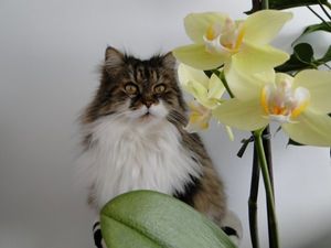 Image chosen by user