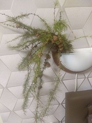 Image chosen by user