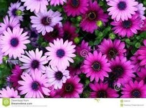 Image chosen by user