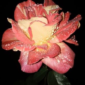 Image chosen by user