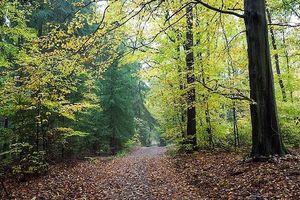 Obrazek wybrany przez użytkownika