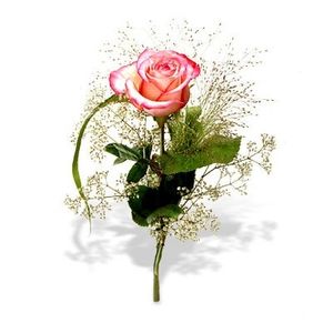 Image chosen by user