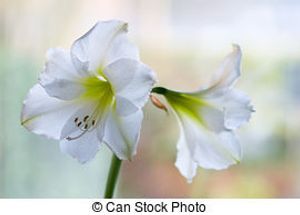 Image chosen by user