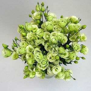 Image chosen by user