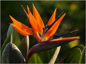 Image chosen by user