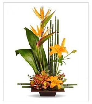 Image chosen by user