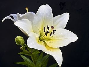 Image chosen by user