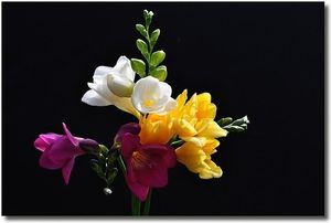 Image chosen by user