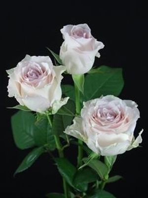 Image chosen by user