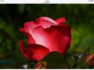 Image chosen by user