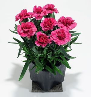 Image chosen by user