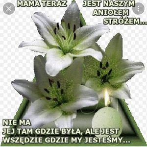 Obrazek wybrany przez użytkownika