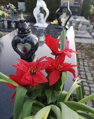 Image chosen by user