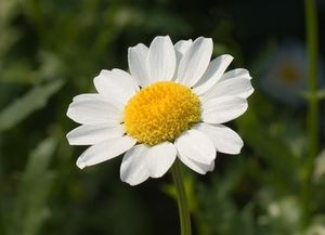 Image chosen by user
