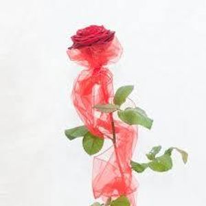 Image chosen by user