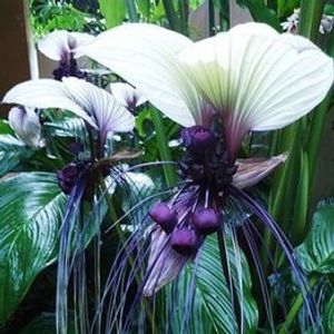 Image chosen by user
