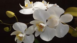Image chosen by user