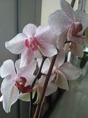 Image chosen by user