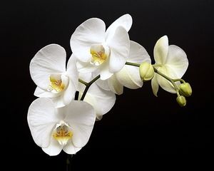 Image chosen by user