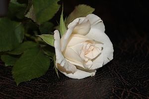 Image chosen by user