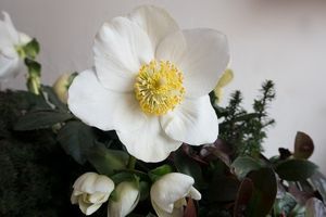 Image chosen by user