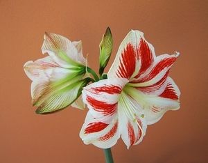 Image chosen by user