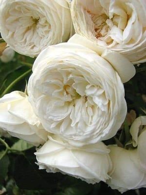Image chosen by user