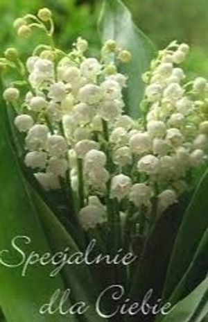 Image chosen by user