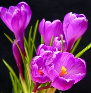 Image chosen by user