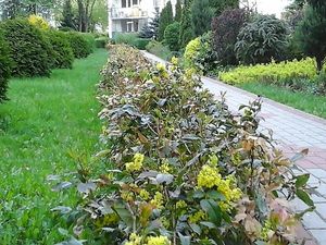 Obrazek wybrany przez użytkownika