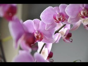 Image chosen by user