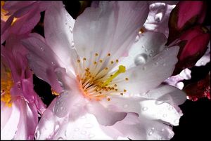 Image chosen by user
